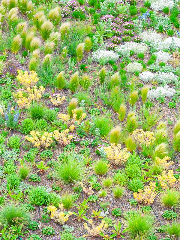 Bepflanztes Flachdach